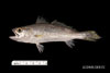 Cynoscion nothus, silver seatrout, from SEAMAP Collections